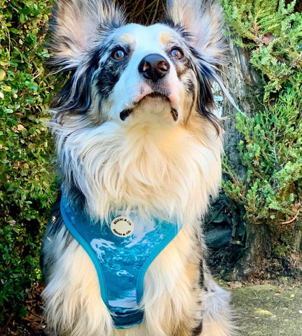 Ocean Breeze Adjustable Dog Harness