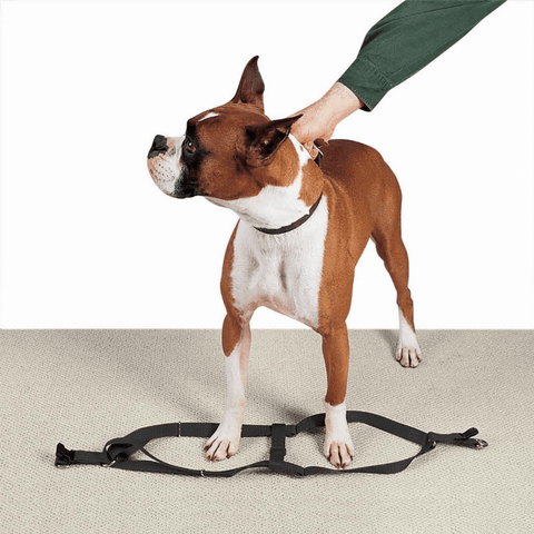 Premium Black Nylon Two-Step Dog Harness