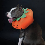 Halloween Pumpkin Pup Collar