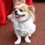 3 Rows Bling Diamond Rhinestone Suede Leather Dog Collar
