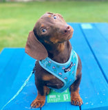 Pupshake Blue Adjustable Dog Harness