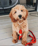 Luxe Royal Leather Rope Leash and Collar Set - Violet