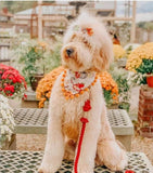 Luxe Royal Leather Rope Leash and Collar Set - Violet