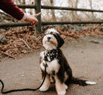 Luxe Royal Leather Rope Leash and Collar Set - Blumond