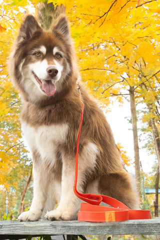 Scarlet Peaks Waterproof Dog Leash
