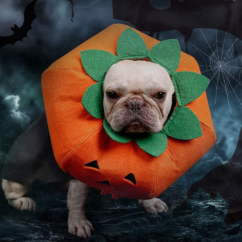 Halloween Pumpkin Pup Collar