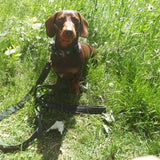 Eco Friendly Recycled Inner Tube Vegan Dog Leash