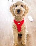 Scarlet Love Adjustable Dog Harness
