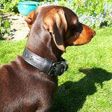 Eco Friendly Recycled Inner Tube Vegan Dog Collar