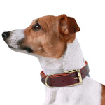 Genuine Leather Dog Collars For Small Medium Large Dogs