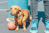 GOT GAME? Basketball Adjustable Dog Harness