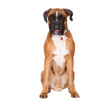 Pet Blinkers™ Flashing LED Pet Safety Light