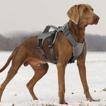 No Pull Dog Harness