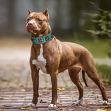 Durable Wide Dog Collar