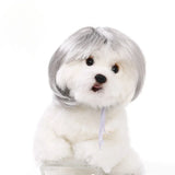 Halloween Pet Wig