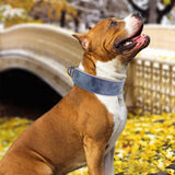 Wide Leather Dog Collar