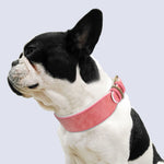 Wide Leather Dog Collar