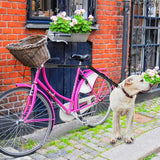 Ultimate Pet Companion: Detachable Dog Walker And Bicycle Traction