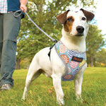 Comfortfit Nylon Dog And Cat Harness And Leash Set