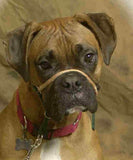 Comfort Trainer Head Halter Size 5