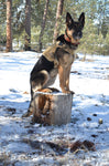 Military Dog Tactical Harness, Collar, and Leash (Complete Set)