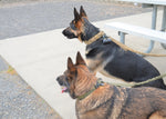 Military Dog Tactical Harness, Collar, and Leash (Complete Set)