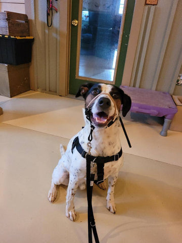 Comfort Trainer Head Halter Size 2