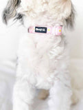 Precious Peach Daisy Dog Collar