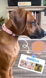 Precious Peach Daisy Dog Collar