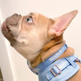 Sapphire Sky Dog Collar