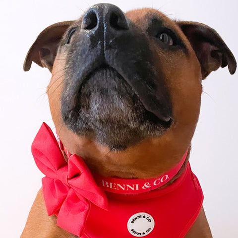 Scarlet Love Dog Collar