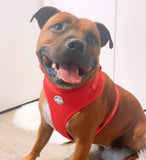 Scarlet Love Adjustable Dog Harness