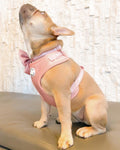 Coco Rosé Adjustable Harness
