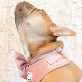 Coco Rosé Dog Collar