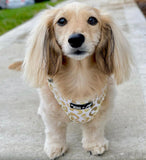 "You're So Golden" Adjustable Dog Harness