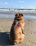 Frenchiestore Adjustable Pet Health Harness | California Dreamin'