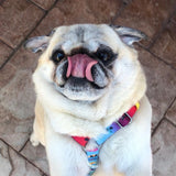 Frenchiestore Adjustable Pet Health Harness | California Dreamin'