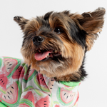 Fruit Dog Pajama - Watermelon