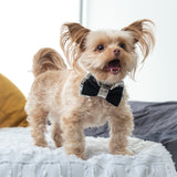 Suede and Silver Dog Collar & Bow Tie Set
