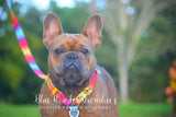 Frenchiestore Adjustable Pet Health Harness | California Dreamin'