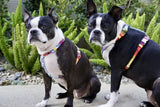 Frenchiestore Adjustable Pet Health Harness | California Dreamin'