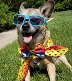 Frenchiestore Adjustable Pet Health Harness | California Dreamin'