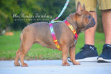 Frenchiestore Adjustable Pet Health Harness | California Dreamin'