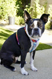 Frenchiestore Adjustable Pet Health Harness | California Dreamin'