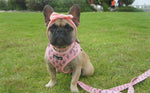 Pupshake Pink Adjustable Harness, Leash and Poop Bag Bundle