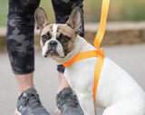 3 IN 1 Collar Leash And Harness