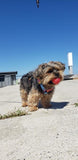 Frenchiestore Adjustable Pet Health Harness | California Dreamin'
