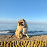 Frenchiestore Adjustable Pet Health Harness | California Dreamin'