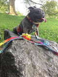 Frenchiestore Adjustable Pet Health Harness | California Dreamin'