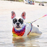 Frenchiestore Adjustable Pet Health Harness | California Dreamin'